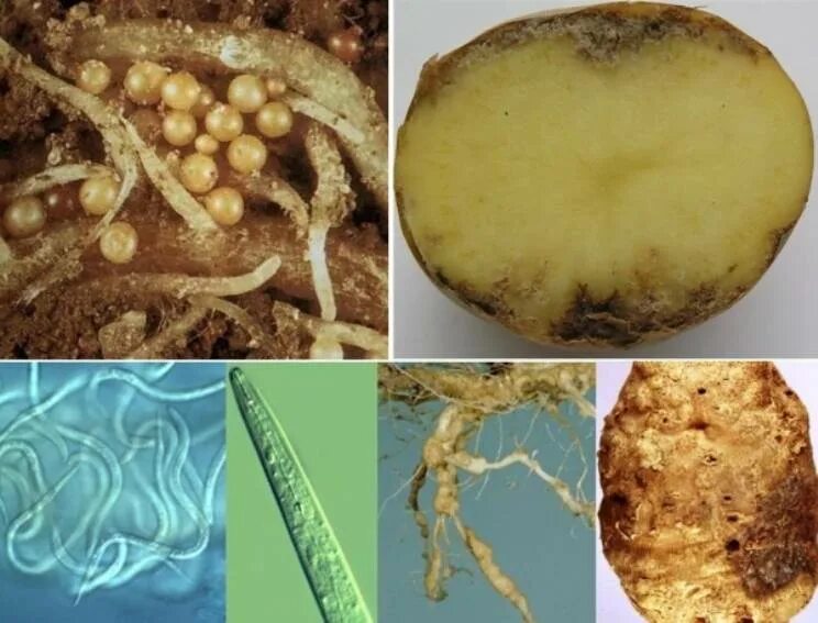 Золотистый картофельный. Золотая цистообразующая нематода. Стеблевая нематода картофеля. Картофельная цистообразующая нематода. Галловая нематода.