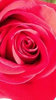 Pink rose red