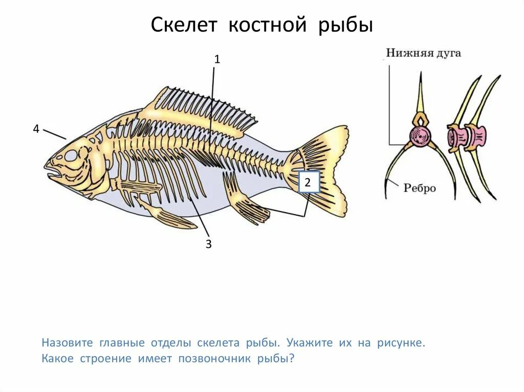 Осевой скелет костистой рыбы. Скелет костистой рыбы окуня. Скелет костной рыбы 7 класс биология. Внутреннее строение костной рыбы скелет.