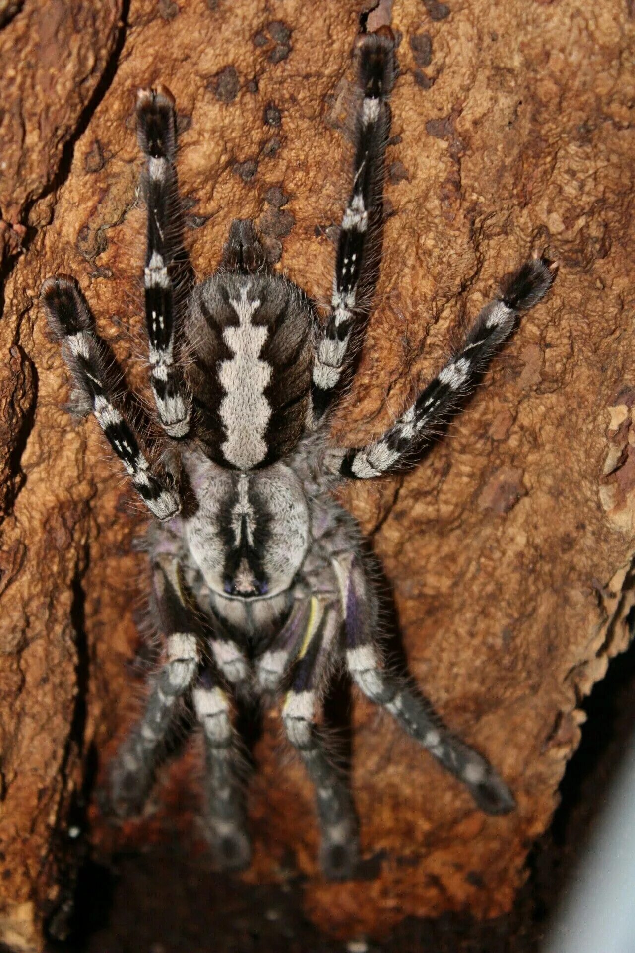 Пауки рептилии. Паук Poecilotheria Ornata. Паук Poecilotheria regalis. Паук птицеед Poecilotheria regalis. Пецилотерия Регалис.