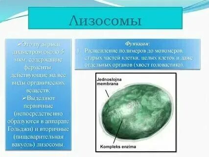 Органоид функцией которого является разрушение полимерных молекул. Органоид функцией которого является разрушение полимерных молекул