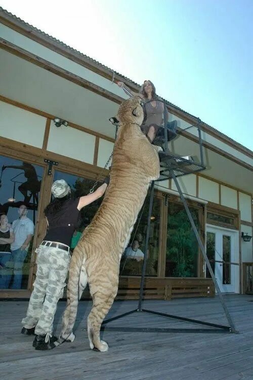 This...Is a Liger - pics Big animals, Animals beautiful, Funny animals