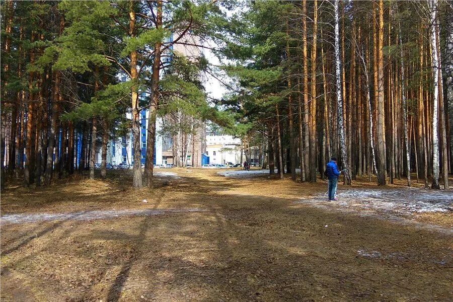 Березовая роща омск. Берёзовая роща солнечногорск. Берёзовая роща парк москва кусинена. Парк сфу красноярск. Берёзовая роща (парк, яранск).