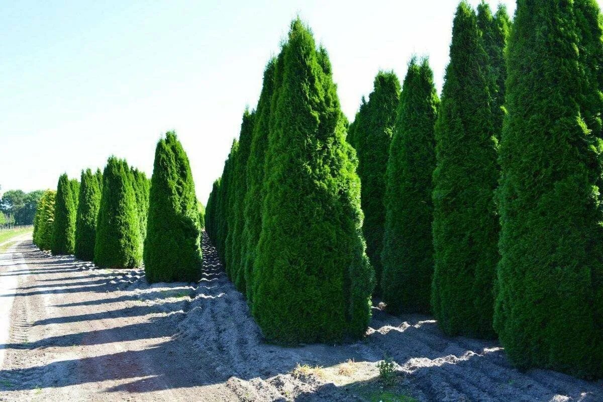 Туя западная колумна. Кипарис участок. Кипарис участок. Кипарис участок. Кипарисовик элвуди.