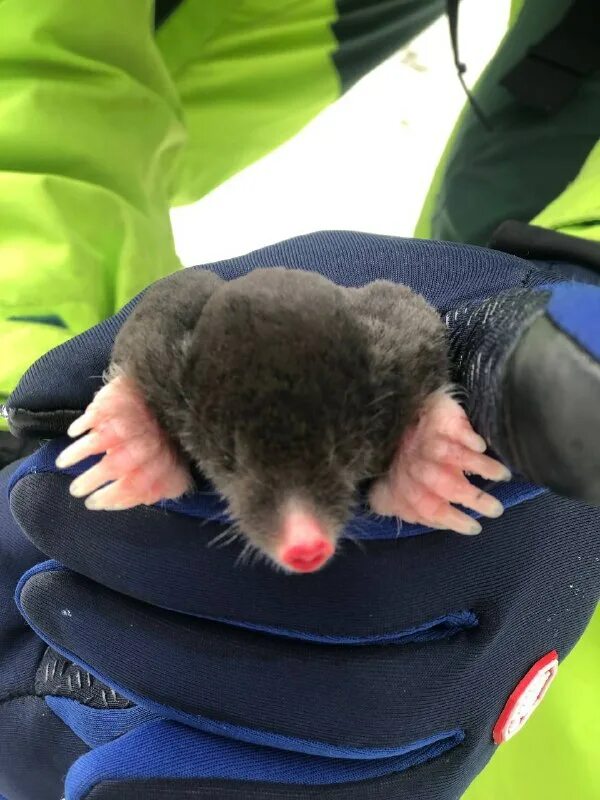 На какой глубине живут кроты. Эпицентр спасение крота. Крот животное. Кот и крот фото. Эпицентр спасение крота.