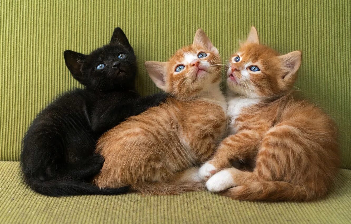 Три киса. Три кошки. Котята. Рыжий котёнок. Два котенка рыжий и белый.