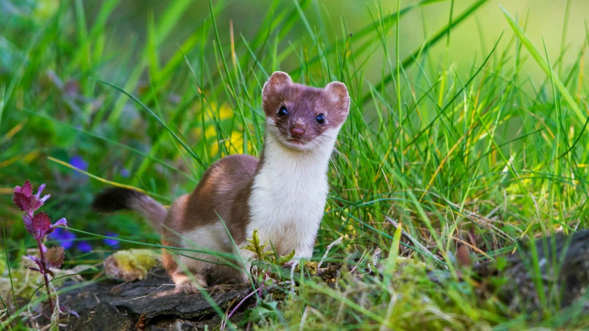 Куница в степи. Горностай (mustela erminea). ласка (mustela nivalis). ильменский заповедник лесная куница. лесная куница.