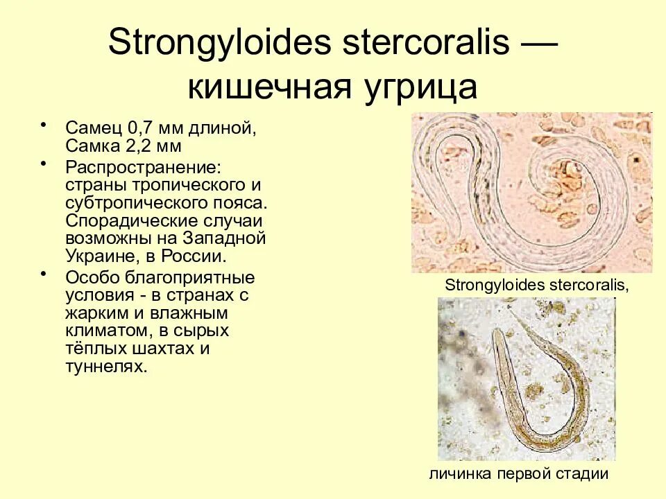 Стронгилоид (кишечная угрица);. Нематод strongyloides stercoralis. Угрица кишечная strongyloides stercoralis.