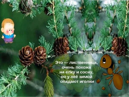 Что такое хвоинки видеоурок