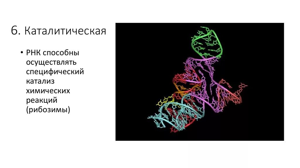 Теория мир РНК. Теория РНК возникновения жизни. Мир РНК теория происхождения жизни.