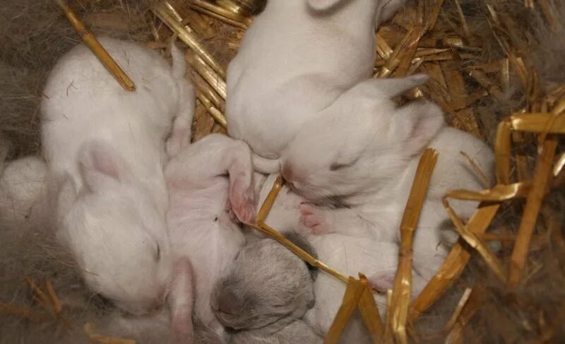 Через сколько рожают кролики. Новорожденные крольчата.
