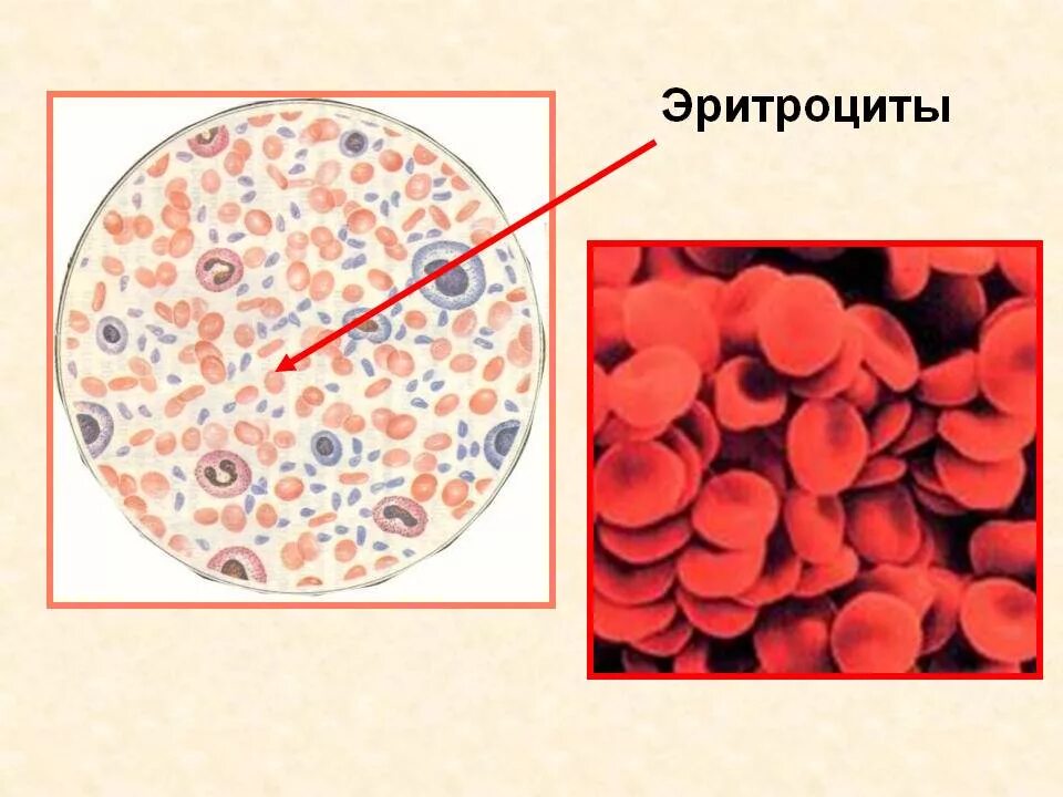Эритроциты. Эритроциты человека. Как выглядят эритроциты. Клетка эритроцита.