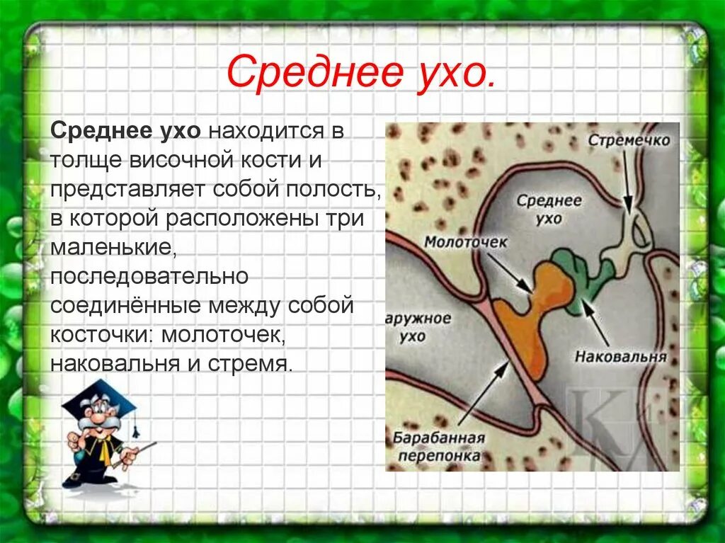 Среднее ухо расположено. В среднем ухе располагаются. Ухо расположенное в толще височной кости. Где расположено среднее ухо. В среднем ухе расположены 3