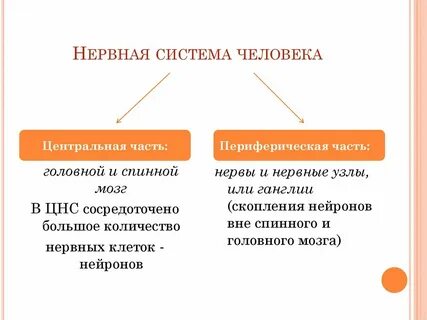 Значение нервной системы у животных