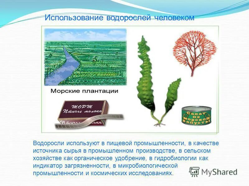 Водоросли пластинки. Водоросли в пищевой промышленности. Применение водорослей человеком. Практическое применение водорослей. Микроводоросли в пищевой промышленности.