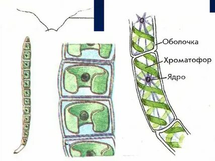 Зеленые водоросли спирогира и улотрикс