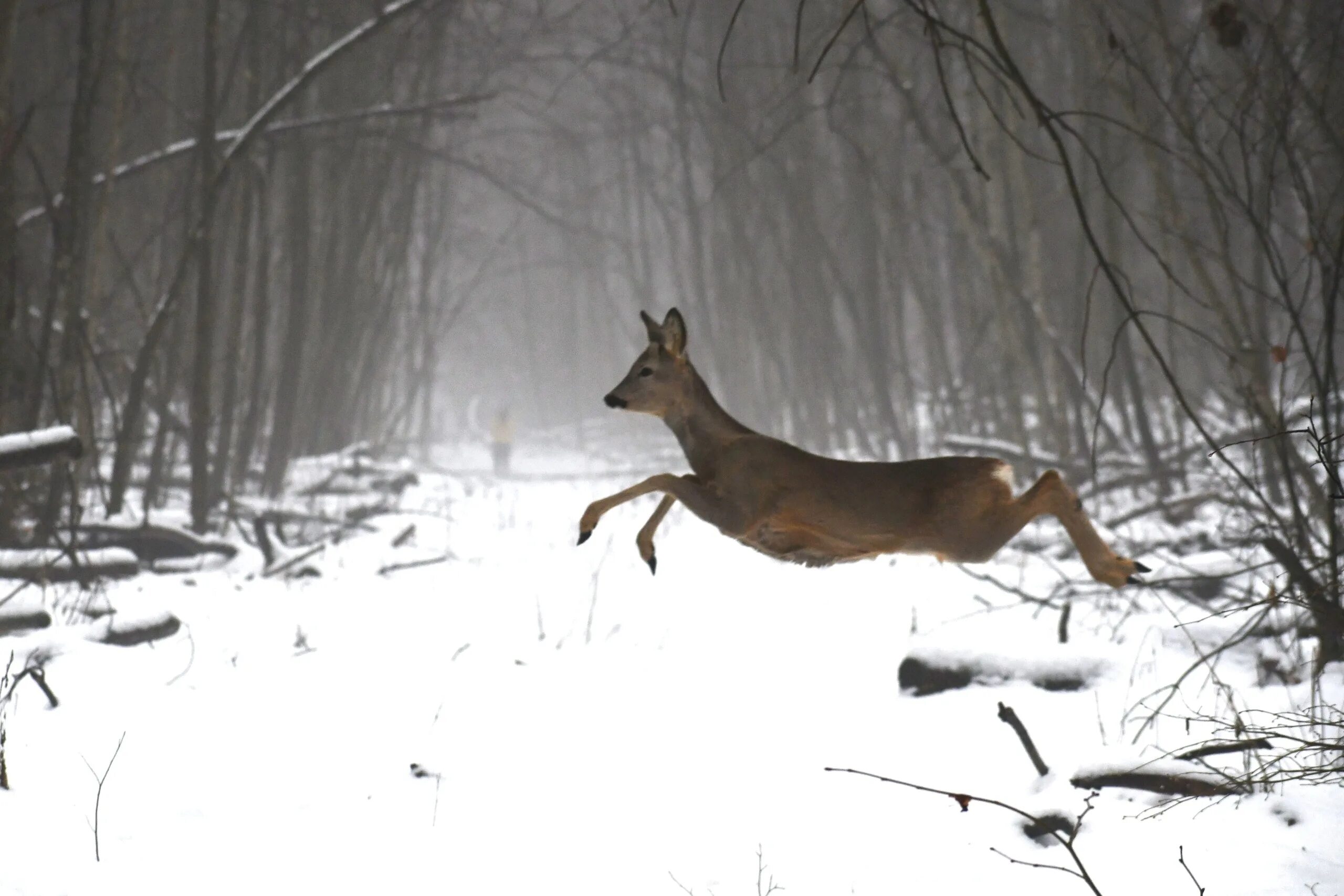 Алтайский заповедник лось. Лось в катунском заповеднике. Животные кыргызстана суур. Учет диких животных. Учет диких животных.