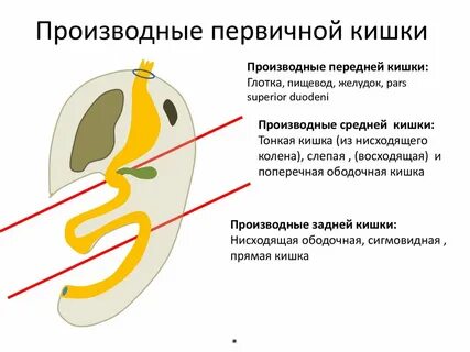 Кишечник эмбриона