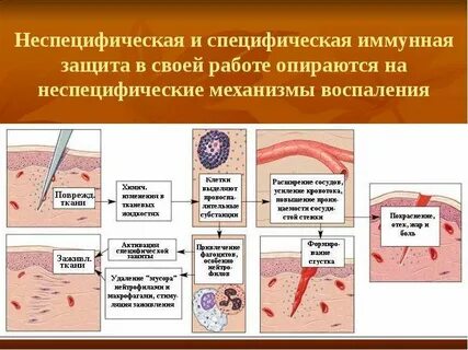 Специфические неспецифические факторы организма