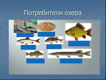 Экосистема озера