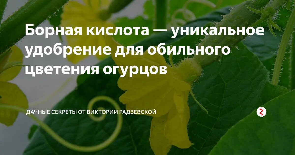 Подкормка помидор и огурцов борной кислотой. Борная кислота для огурцов. полить огурцы борной кислотой. подкормка для завязи огурцов. борные удобрения для огурцов.