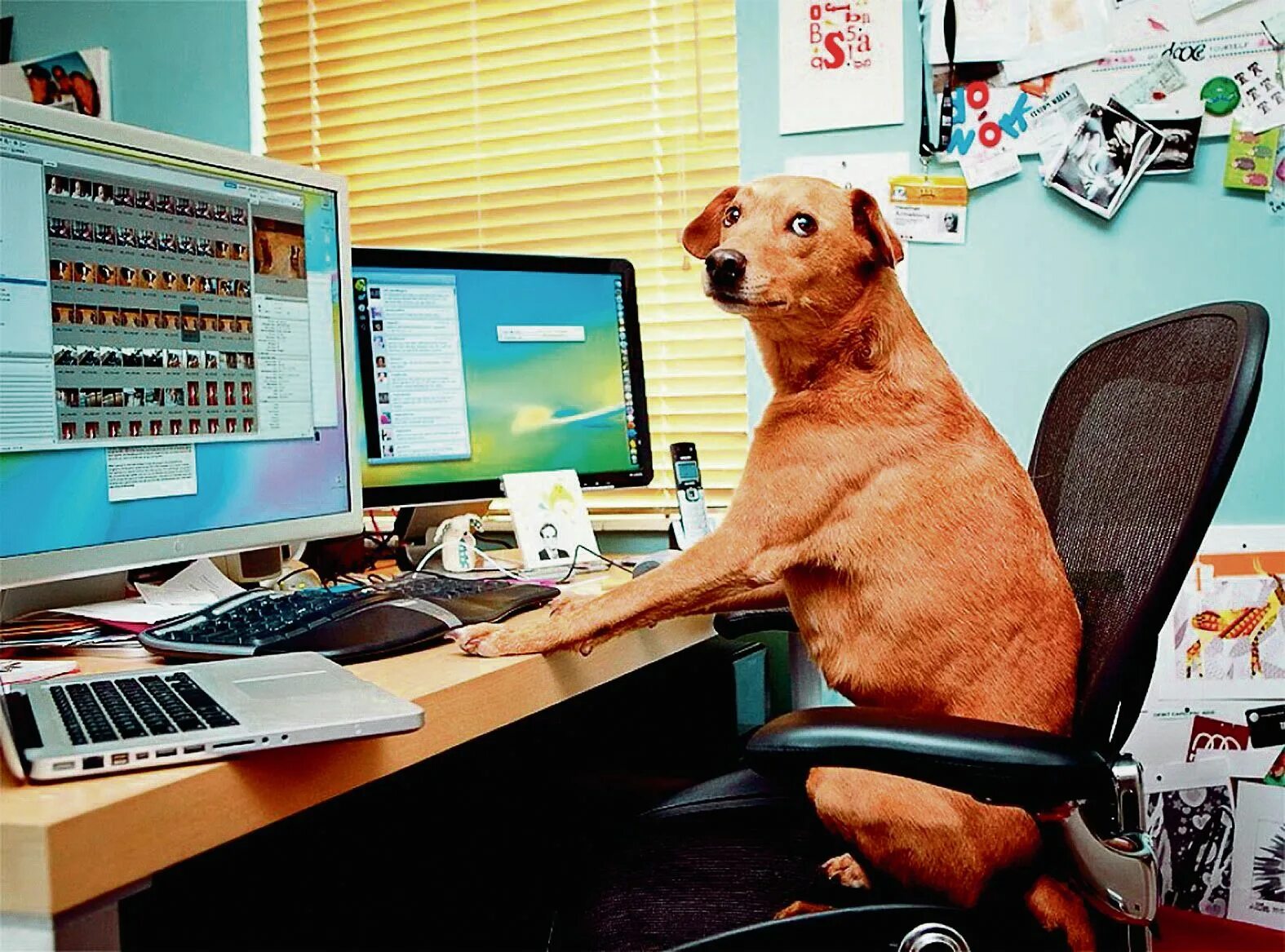 В интернете никто не знает что ты собака. Собака за компьютером. Собака программист. Собака сидит за компьютером. You know that russia