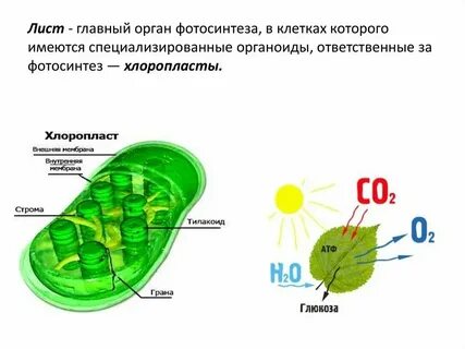 Особенности фотосинтеза у водорослей