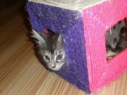 Сколько коты привыкают к новому дому
