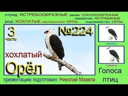 Звуки птиц орла