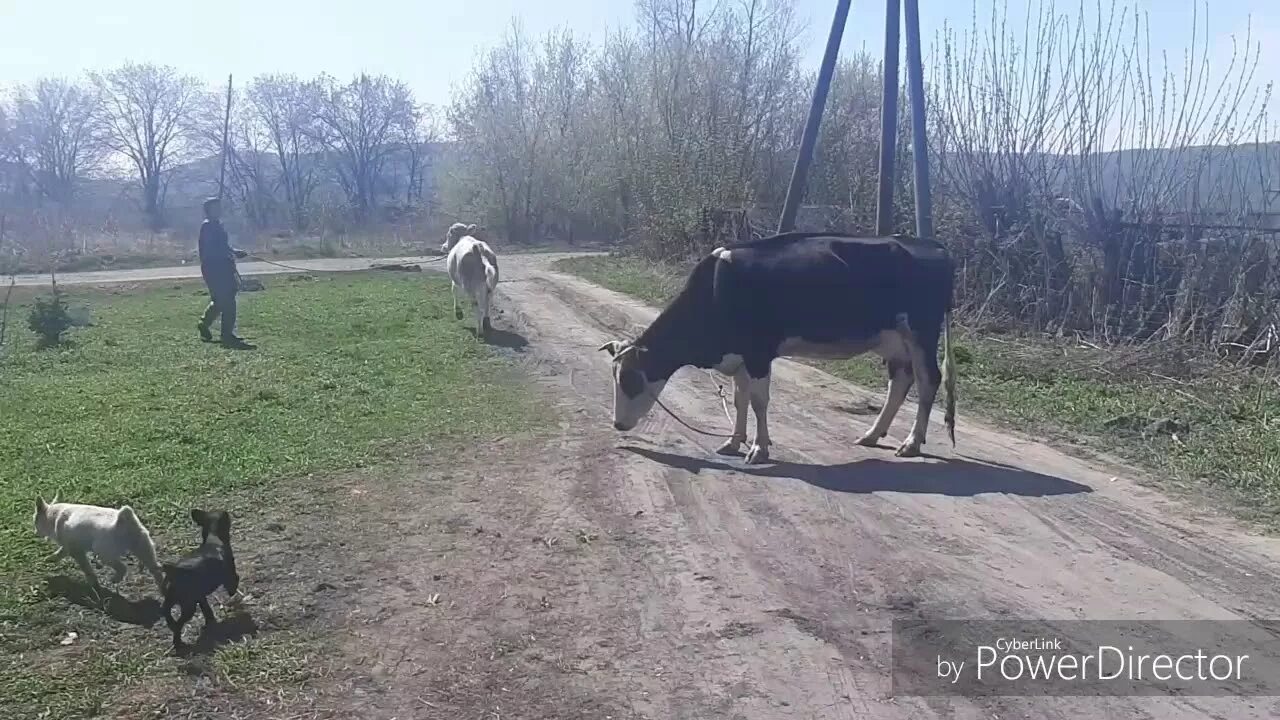 Выгул крс. Коровы на выгуле. коровы на выгуле в деревне. выгул коров зимой. выгул коров в 90-х.