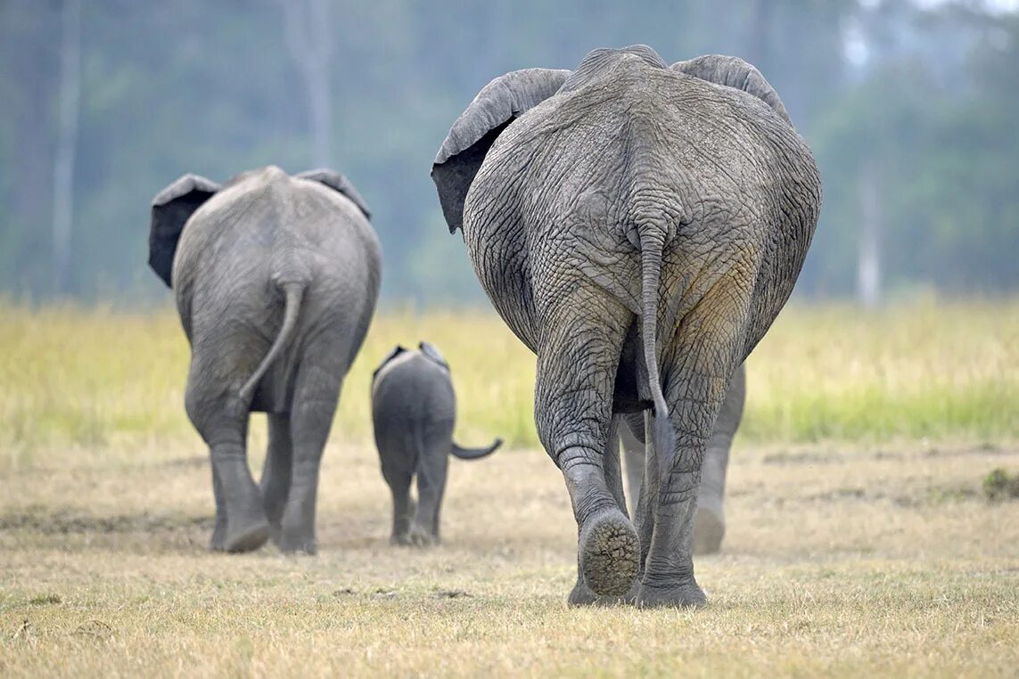 Слон. Семья слонов. Слоны фото. Африканский слон. Elephant на русском языке