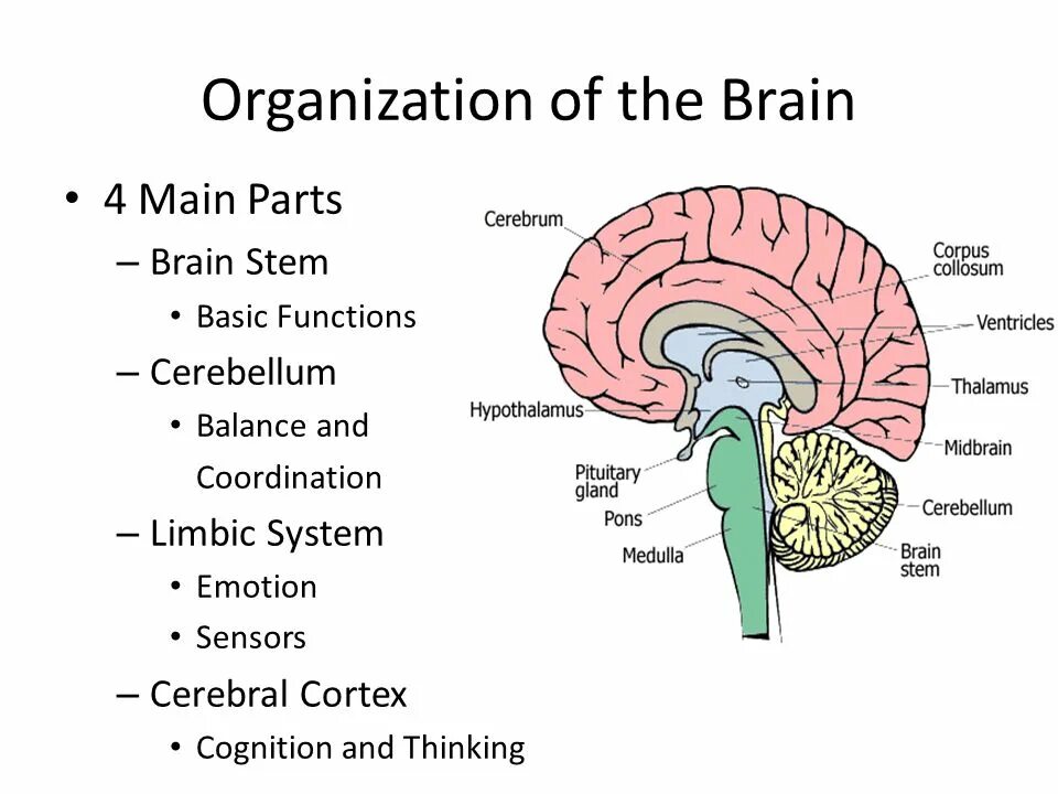 Main brain. Main parts of the brain. brain stem structure. parts and structures of the brain. brain система устройство.