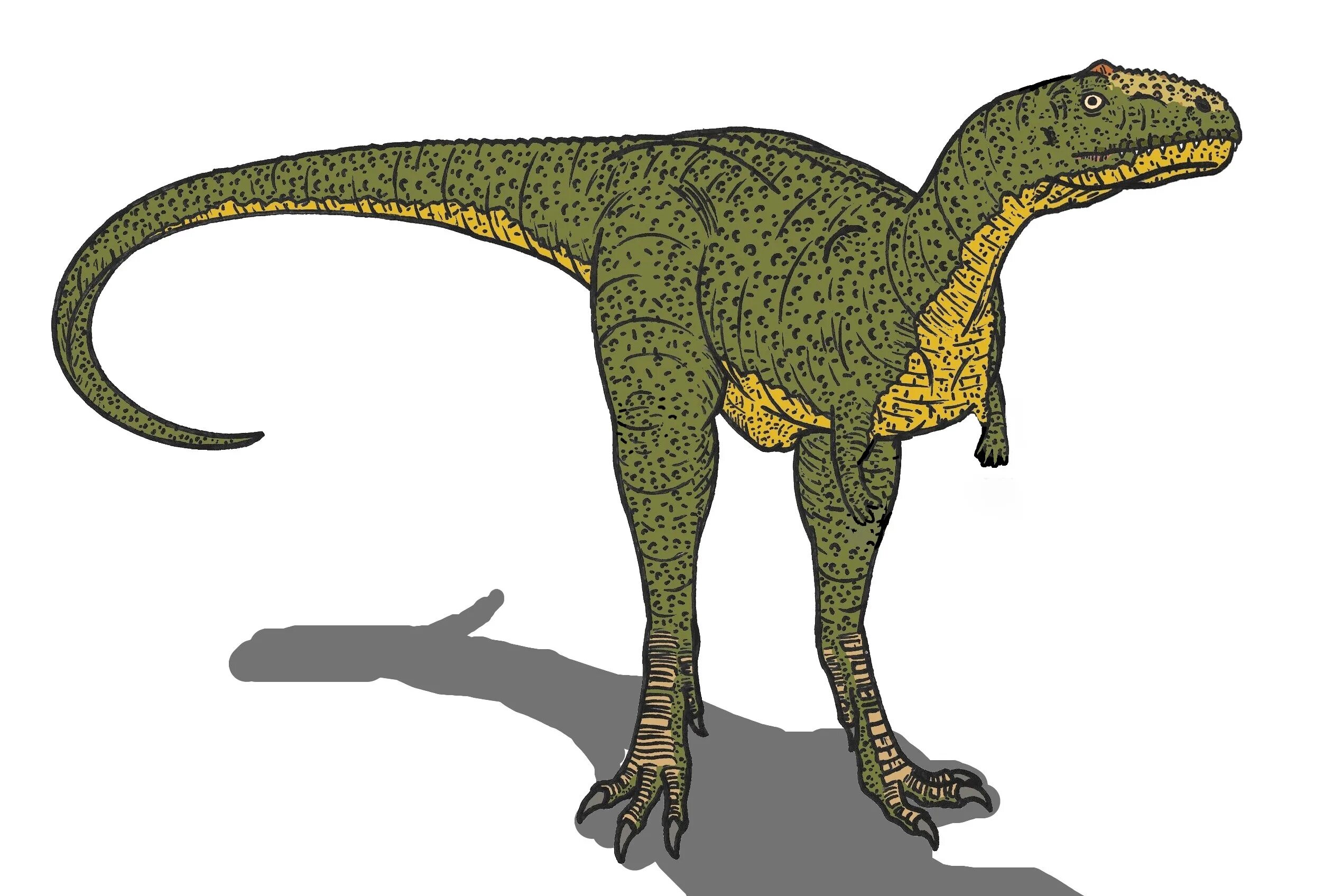 Майюнгазавр. Майюнгазавр Раджазавр. Майюнгазавр самец. Майюнгазавр динозавр. Майюнгазавр и человек.