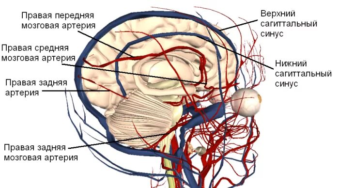 Строение сосудистой системы головного мозга. Кровоснабжение мозга передняя мозговая артерия. Средняя артерия мозговой оболочки. Средняя оболочечная артерия топография. Какая артерия кровоснабжает мозг