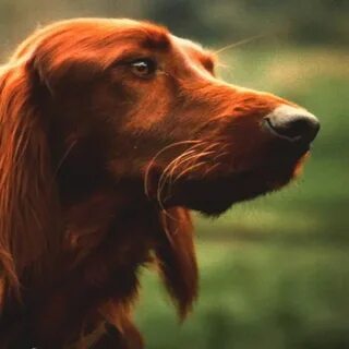 Dog 16