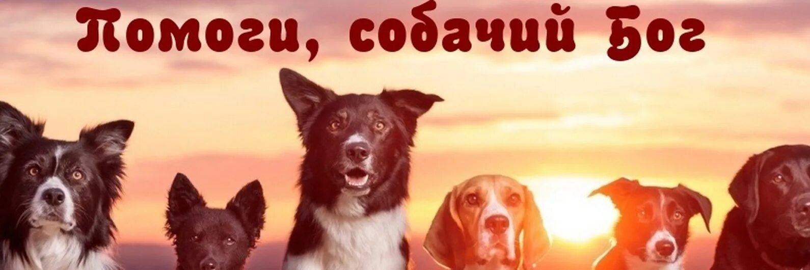 Бог всех собак. Собачий бог. боги люди собаки. собака боже какой же он.