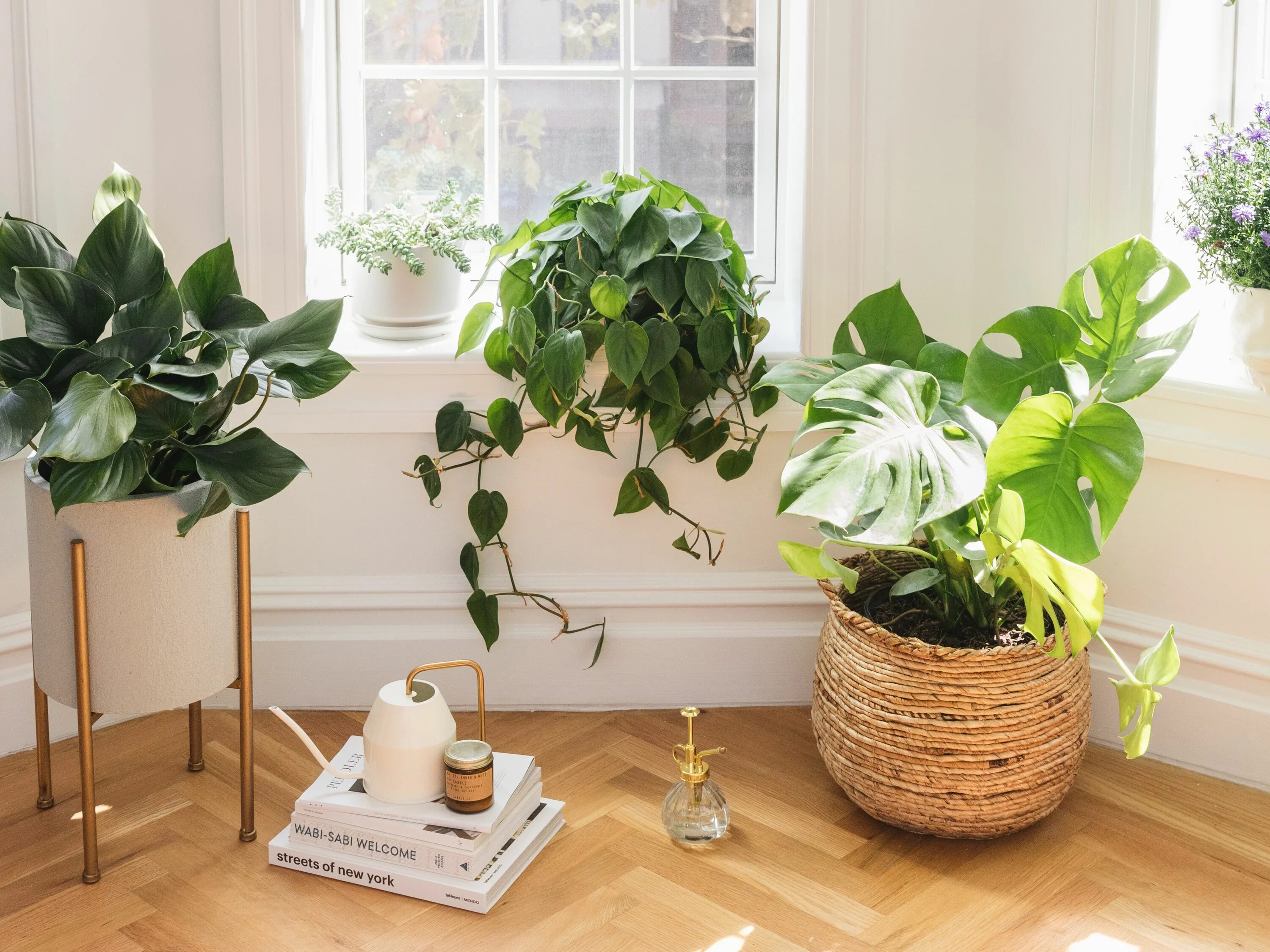 Комнатные фотографиями. Фикус Эстетика. Растение houseplants d8 h35. Фикус в интерьере. Красивые высокие комнатные растения.