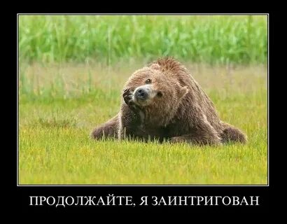 Приколы с мишками
