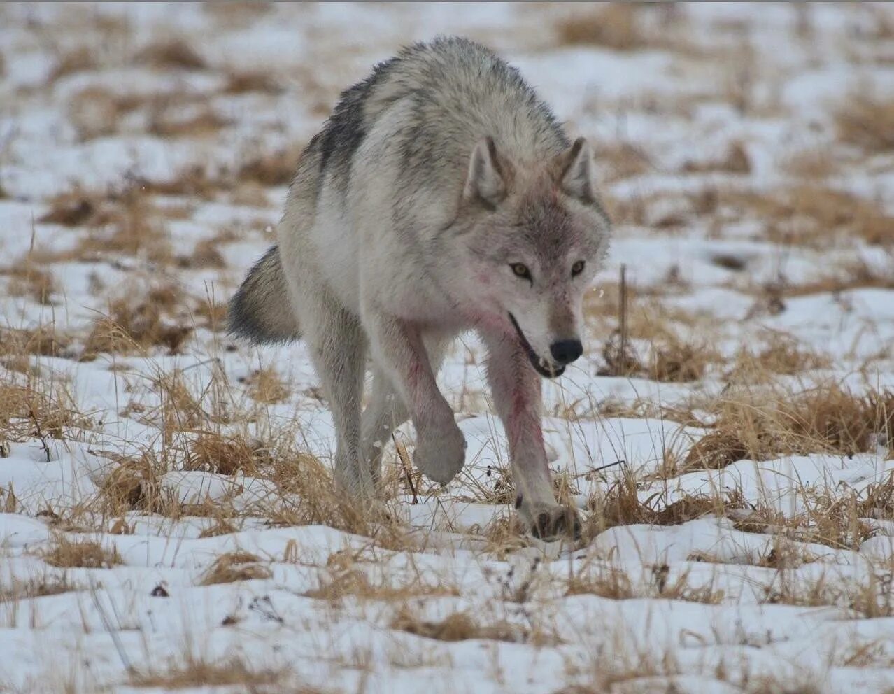 Тундровый волк. Тундровый волк. Макензийский тундровый волк. Волк полярный тундровой. Тундра волка.