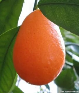 Кумкват сорта