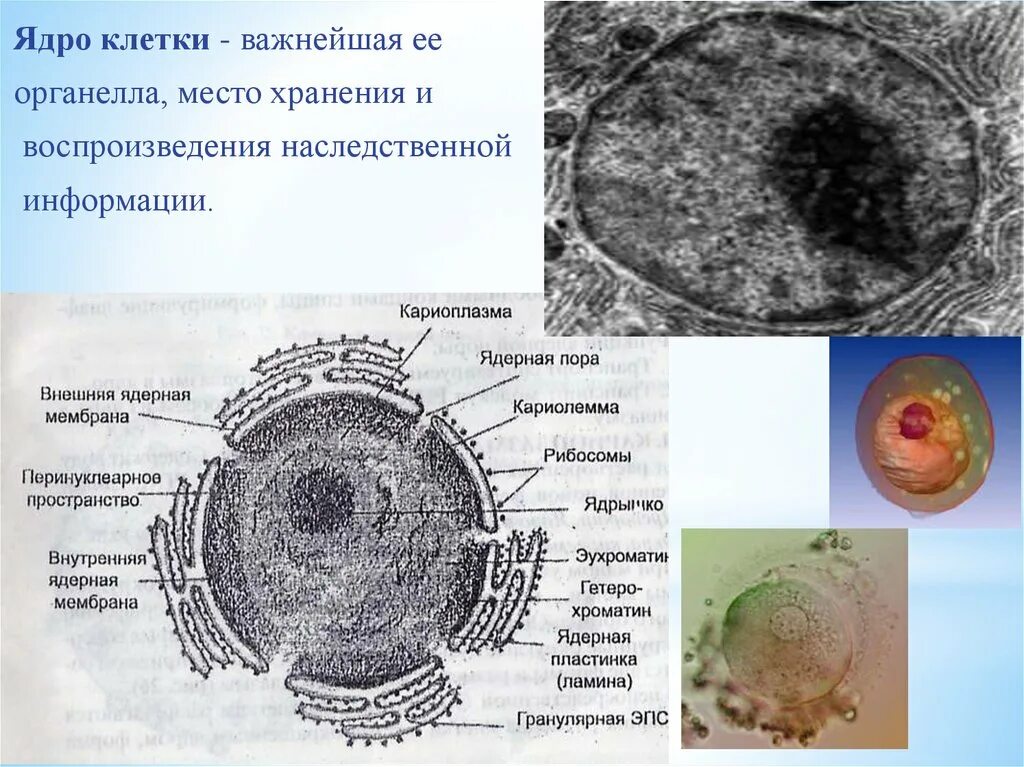 Клеточное ядро строение органоида. Ядрышко органоид клетки. Строение ядра животной клетки. Строение органоида ядро. Наследственная информация растительной клетки