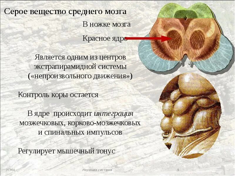 Воспаление серого вещества мозга латынь. Черное вещество среднего мозга. Черное вещество среднего мозга функции. Серое вещество среднего мозга. Серое вещество покрышки среднего мозга.