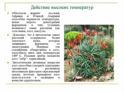 При высокой температуре какое растение