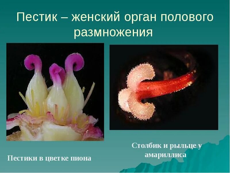 Женский орган цветка 6. Женский орган цветка 6. Строение цветка пестик и тычинка. Строение завязи пестика. Схема строения цветка 6 класс биология.