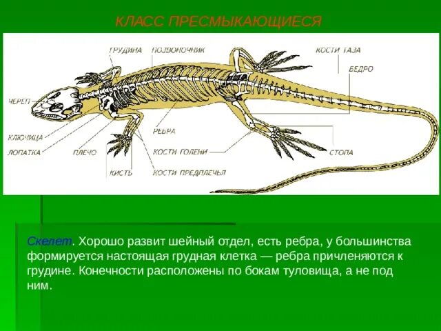 Пресмыкающихся имеется хорошо развитый киль. Класс земноводные опорно двигательная система ящерицы. Опорно-двигательная система пресмыкающихся 7. Класс пресмыкающиеся ( рептилии) опорно двигательная система. Скелет пресмыкающиеся 7 класс биология.