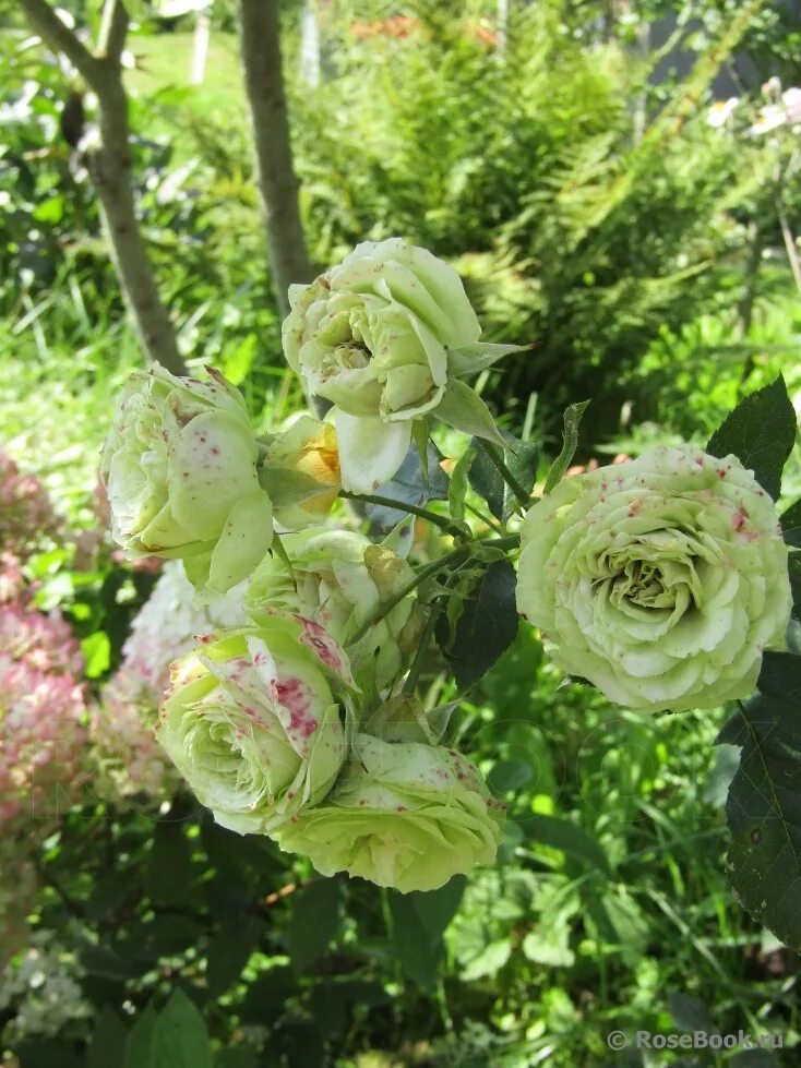 Галерея - Lovely Green ® (Meitiver) - Энциклопедия роз