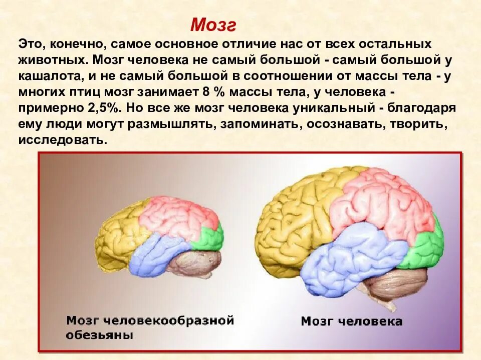 Средняя масса мозга человека. Вес мозга животных. вес мозга человека и животных. сколько весит мозг человека. сколько весит мозг ребенка.