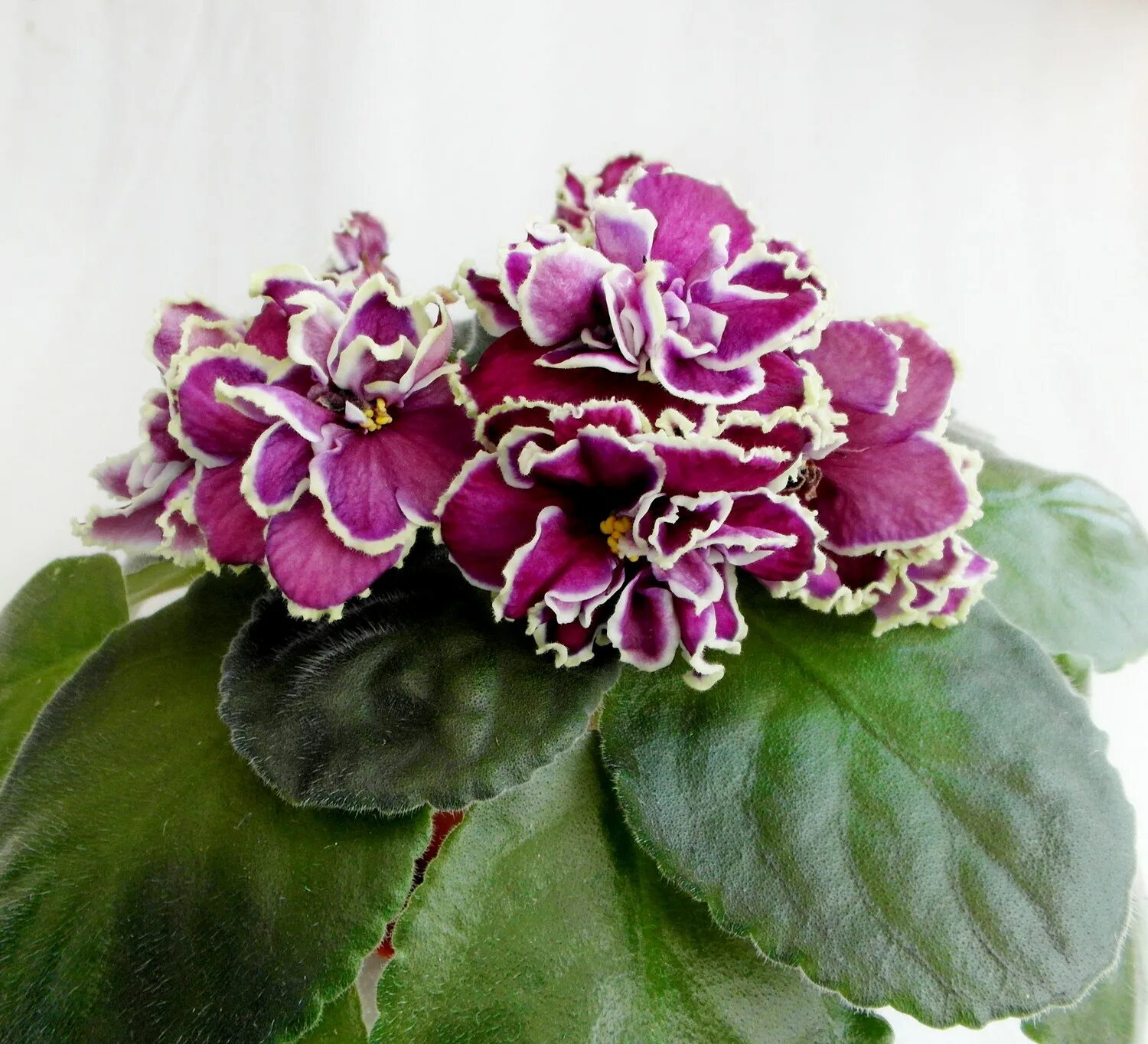 Фиалка рс утонченный вкус. Фиалка ват классический вкус. Альта фиалка. Фиалка вкус. Фиалка вкус.