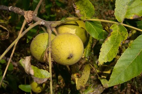 Black walnut