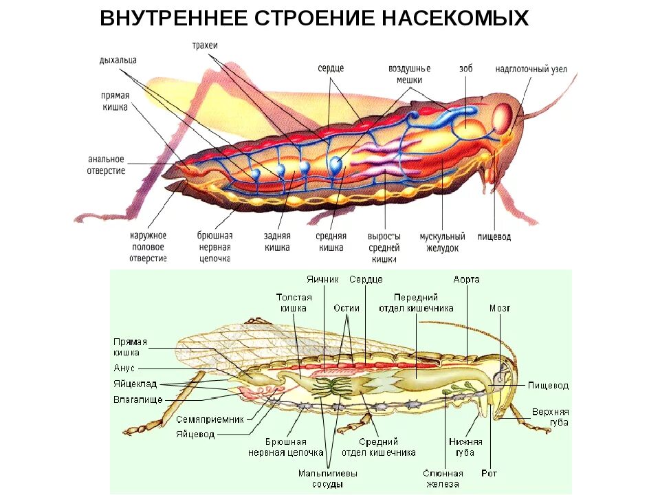 Членистоногие насекомые строение. Внешнее и внутреннее строение насекомых. строение полости тела насекомых. внутреннее строение членистоногих насекомых. внутреннее строение кузнечика схема.